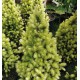 PICEA BOUTON D'OR