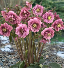 HELLEBORE KING DOUBLE PINK