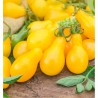 TOMATE JAUNE POIRE YELLOW PEARSHAPPED