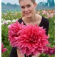 DAHLIA DECORATIF EMORY PAUL