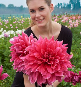 DAHLIA DECORATIF EMORY PAUL