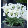 AGAPANTHE DOUBLE DIAMOND
