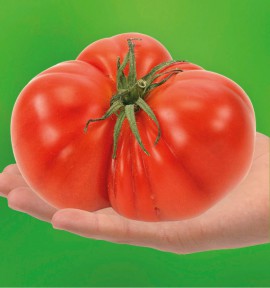 TOMATE SUPERSTEACK A PLANTER