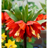 COURONNE IMPERIALE ROUGE