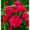 PIVOINE HERBACEE KARL ROSENFIELD