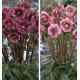 COLIBRIANT 2 HELLEBORES KING : 1 DOUBLE DARK RED + 1 DOUBLE PINK