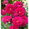 ROSIER BUISSON ORIENT