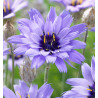 CATANANCHE CAERULEA