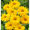 HELIOPSIS SCABRA