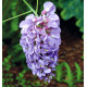 GLYCINE AMETHYST FALLS