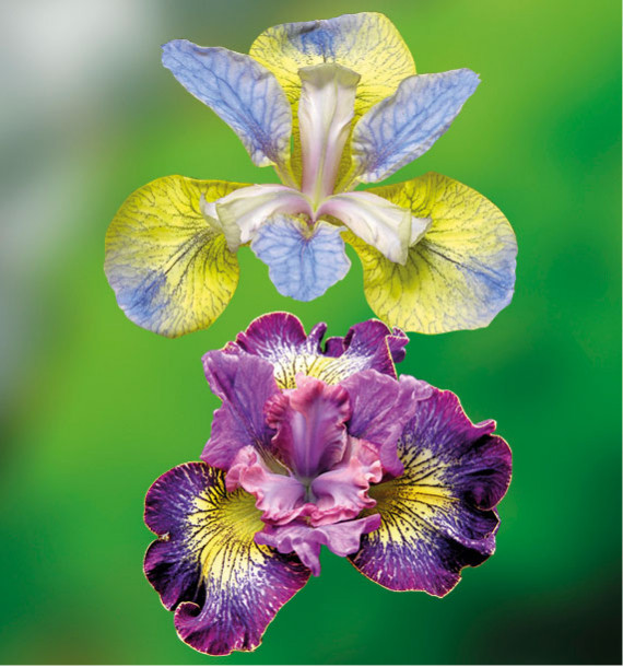 COLIBRIANT 2 IRIS SIBIRICA : 1 HOW AUDACIOUS + TIPPED ON BLUE