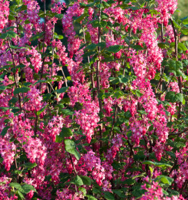 GROSEILLIER A FLEURS