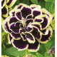 PETUNIA DOUBLE MYSTICAL® MIDNIGHT GOLD