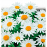 MARGUERITE ALASKA