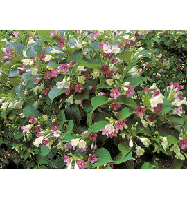 WEIGELIA MARJORIE