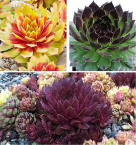 COLIBRIANT 3 SEMPERVIVUM CHICK CHARMS® : 1 GOLD NUGGET + 1 CHOCOLATE KISS + 1 APPLETINI