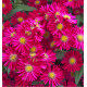 ASTER NAIN D'AUTOMNE JENNY
