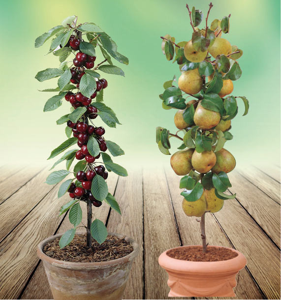 Lot De 2 Arbres Fruitiers Miniatures En Plastique - Échelle HO, 5 Cm, Jaune, Pour Décors Maquettes, Jardin Miniature