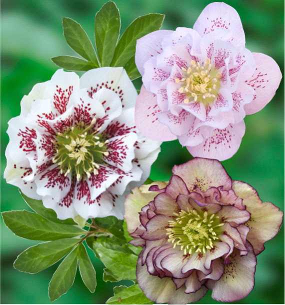 COLIBRIANT 3 HELLEBORES DOUBLES ELLEN® : 1 PICOTEE + 1 WHITE SPOTTED + 1 PINK