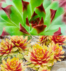 COLIBRIANT 2 SEMPERVIVUM CHICK CHARMS® : 1 GOLD NUGGET + 1 APPLETINI