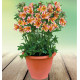 ALSTROEMERE ROYALE® MARGUERITE