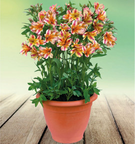ALSTROEMERE ROYALE® MARGUERITE
