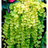 LYSIMACHIA GOLDILOCKS