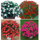 COLIBRIANT 4 SUNPATIENS VIGOROUS : 1 WHITE CLEAR + 1 RED + 1 SCARLET + 1 ROSE PINK