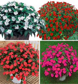 COLIBRIANT 4 SUNPATIENS VIGOROUS : 1 WHITE CLEAR + 1 RED + 1 SCARLET + 1 ROSE PINK