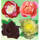 COLIBRIANT 4 ROSIERS BUISSONS : 1 BLACK BACCARA + 1 DOUBLE DELIGHT + 1 PINK VINTAGE + 1 AMATSU OTOME