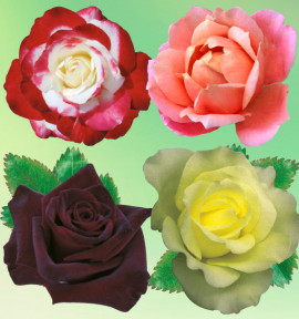 COLIBRIANT 4 ROSIERS BUISSONS : 1 BLACK BACCARA + 1 DOUBLE DELIGHT + 1 PINK VINTAGE + 1 AMATSU OTOME