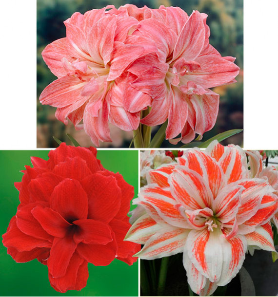 COLIBRIANT 3 AMARYLLIS DOUBLES : 1 DANCING QUEEN + 1 DOUBLE KING + 1 LADY JANE