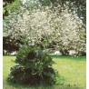 CRAMBE CORDIFOLIA