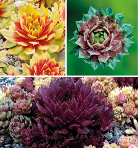 COLIBRIANT 3 SEMPERVIVUM CHICK CHARMS® : 1 GOLD NUGGET + 1 CHOCOLATE KISS + 1 CRANBERRY COCKTAIL