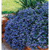 CEANOTHUS REPENS