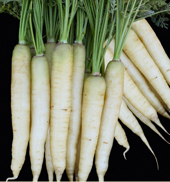 Carotte Blanche Traditionnelle Recette De Carottes Blanches Fra ches 