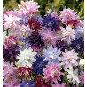 ANCOLIE DES JARDINS GRANNY'S BONNETS