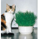 HERBE-AUX-CHATS