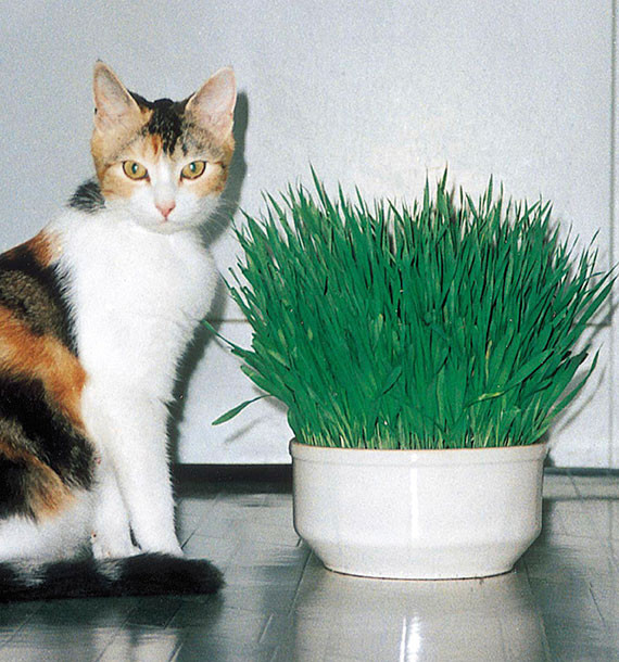 Semer de l'herbe à chat en pot 