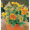 SEDUM KAMTSCHATICUM VARIEGATUM