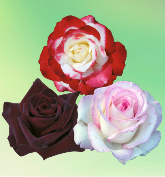 COLIBRIANT 3 ROSIERS BUISSONS : 1 DOUBLE DELIGHT + 1 BLACK BACCARA + 1 MOONSTONE