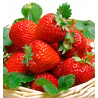 FRAISIER RABUNDA
