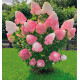 HORTENSIA LIVING® PINK AND ROSE