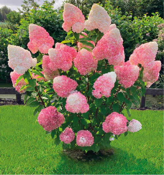 HORTENSIA LIVING® PINK AND ROSE