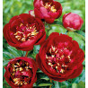 PIVOINE BUCKEYE BELLE