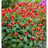 SPIGELIA LITTLE REDHEAD