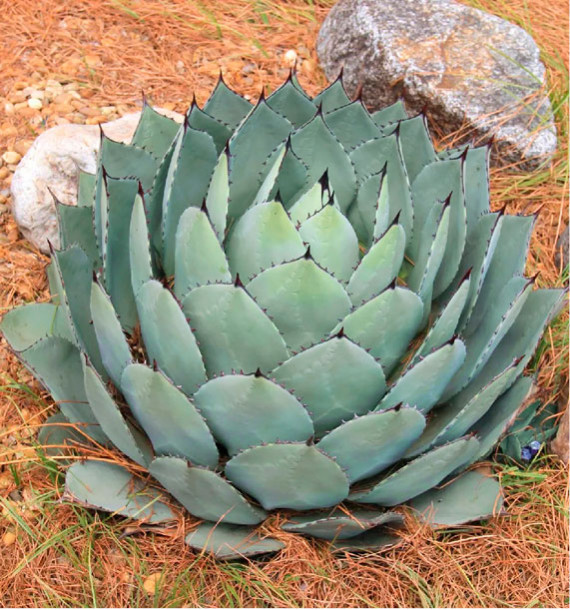 AGAVE PARRYI
