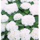 HORTENSIA MME EMILE MOUILLERE