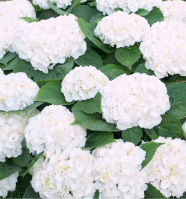 HORTENSIA MME EMILE MOUILLERE