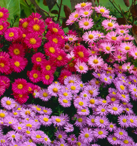 ASTERS NAINS D’AUTOMNE